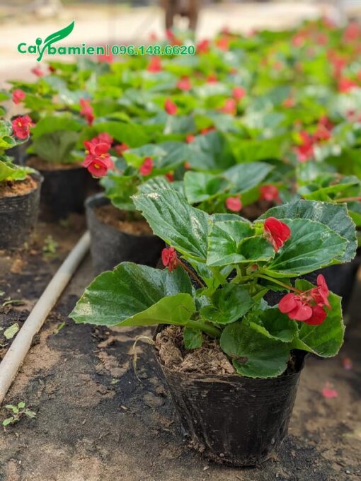 Thu Hải Đường giống chiều cao 12 - 15cm không tính bầu