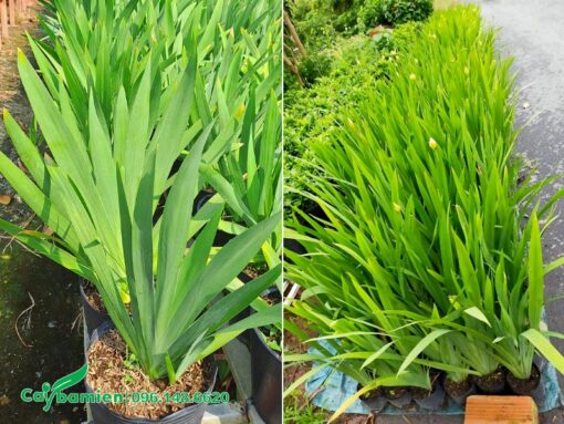 Bán cây Lan Lúa trồng viền, tranh trí cảnh quan, báo giá gốc