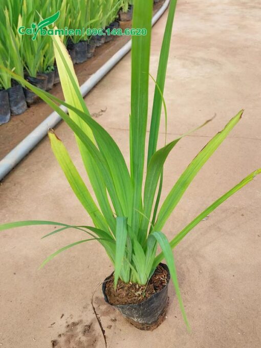 Mỗi bầu cây Lan Lúa có 2 - 4 thân