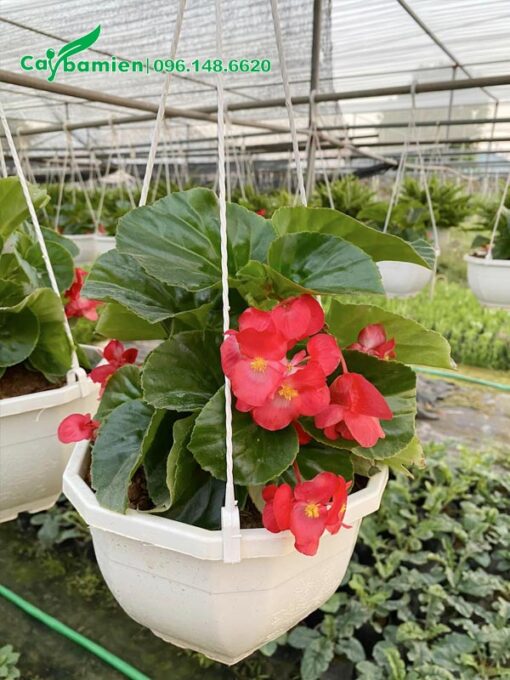 Thu Hải Đường hoa đỏ trồng trong giỏ treo bằng nhựa màu trắng
