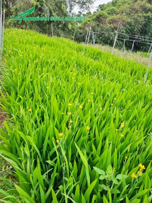 Vườn cây Lan Lúa đang ra hoa, sắc hoa vàng nổi bật trên nền lá xanh