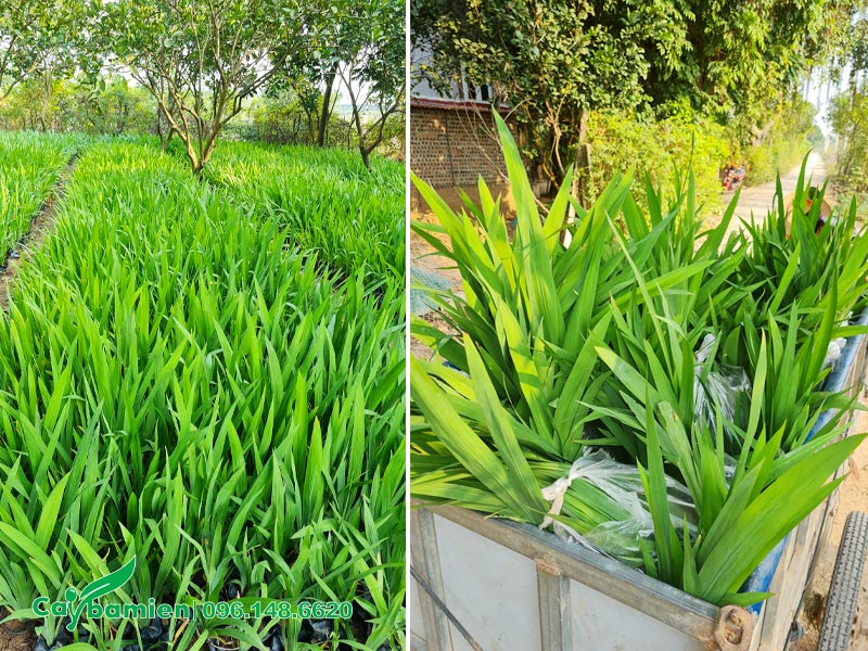 Cây Lan Lúa trồng sẵn trong bầu, được thu hoạch và đóng thành từng túi
