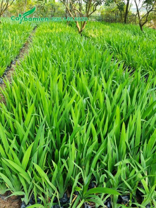 Những luống cây Lan Lúa xanh mướt