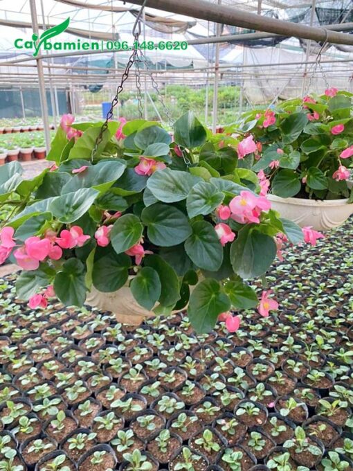 Thu Hải Đường rủ hoa màu hồng, cánh đơn xinh đẹp