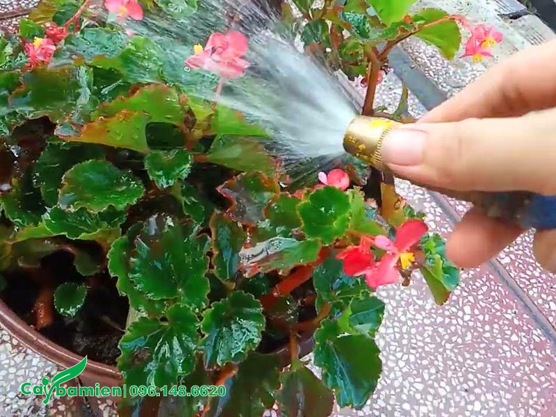 Tưới nước cho chậu cây Thu Hải Đường đơn màu đỏ hồng