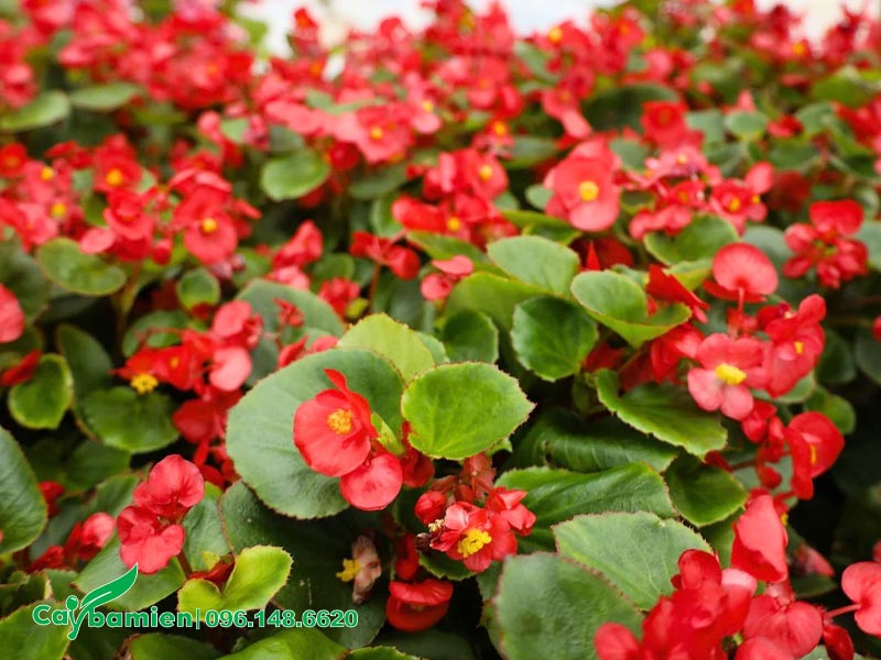 Thảm hoa đỏ rực của cây Thu Hải Đường