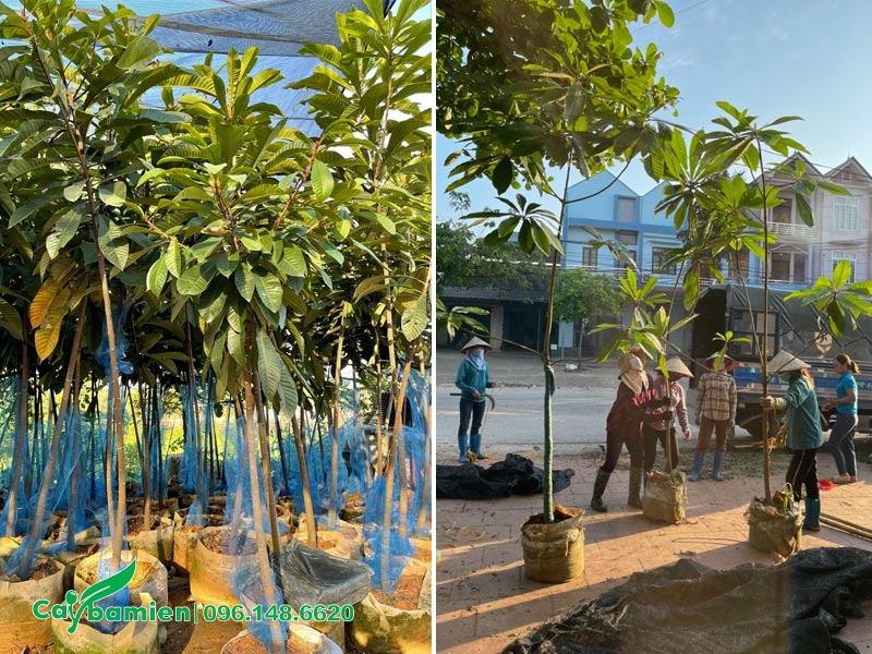 Thi công trồng cây Hồng Xiêm Ruột Đỏ tại công trình cho khách hàng ở TP Hồ Chí Minh
