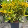 Cây Cô Tòng Lá Đốm trưởng thành cao 40 - 50cm