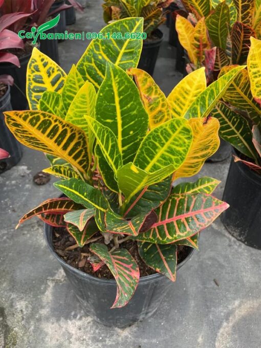 Cây cao khoảng 35cm, tán đều, lá bóng đẹp