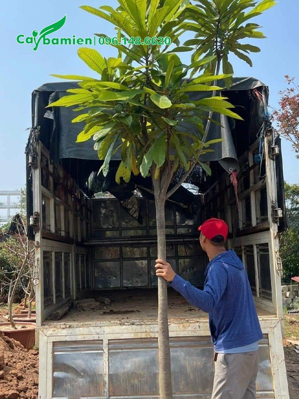 Chuyển cây Hồng Xiêm Thái Lan đường kính gốc 8cm lên xe tải