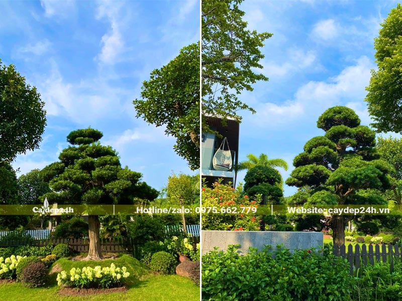 Những cây Tùng bonsai cổ thụ trong thiết kế sân vườn hiện đại