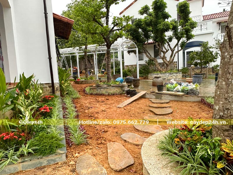 Sau khi hoàn thiện tiểu cảnh công nhân đang thi công trồng cỏ và cây cảnh cho sân vườn