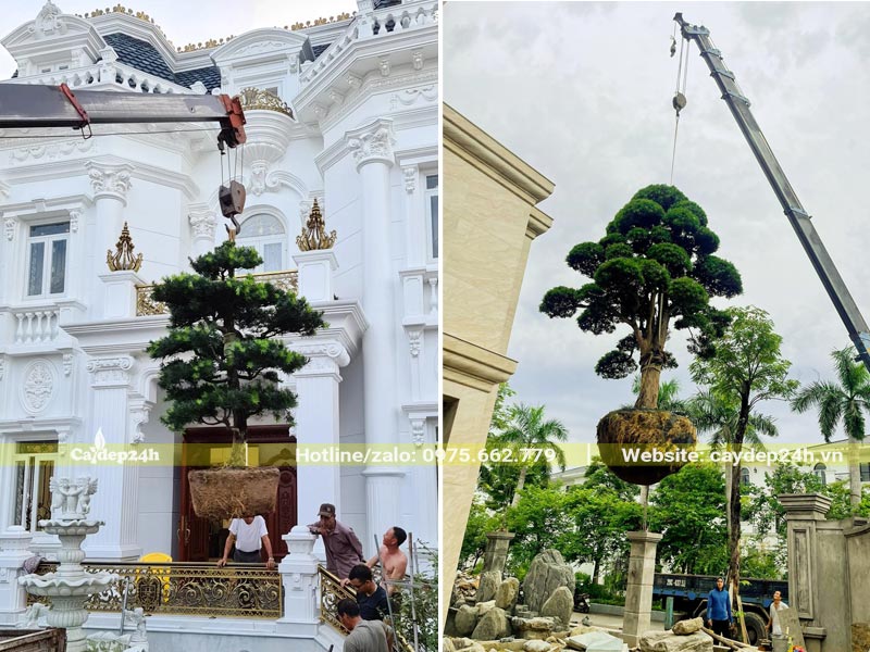 Công nhân đang dùng cần cẩu nâng cây Tùng La Hán vào vị trí trồng