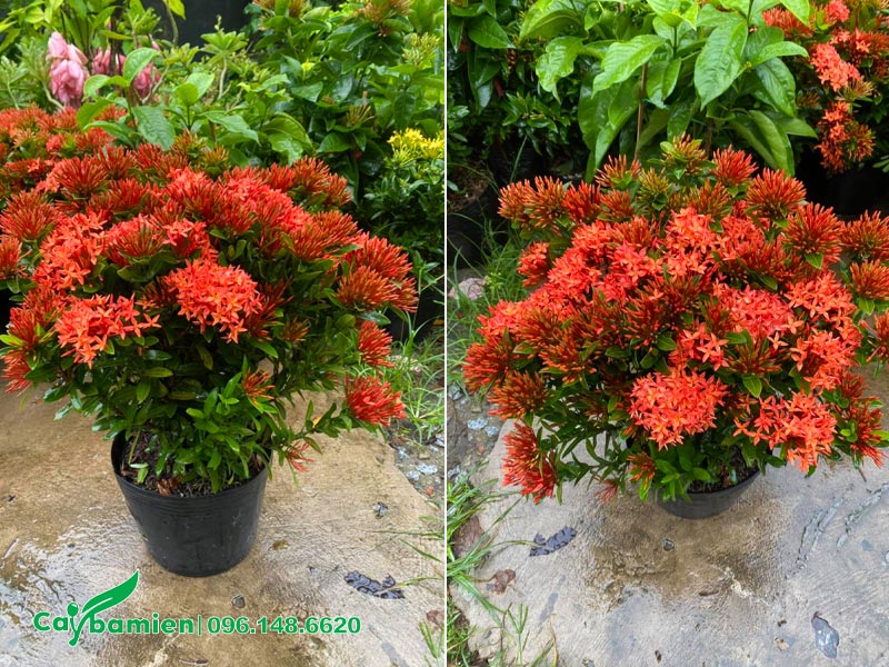 Chậu cây hoa Trang Đỏ cao 35 - 40cm