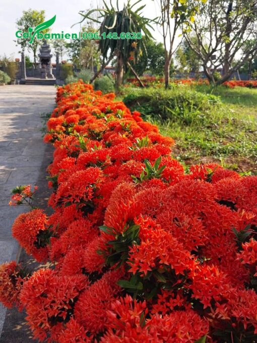 Hàng cây hoa Trang Đỏ trồng lối đi