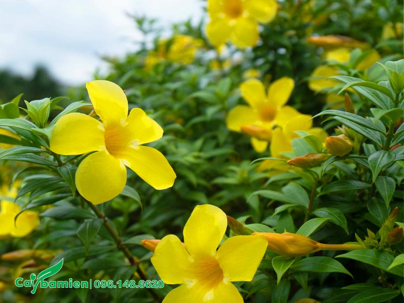 Cây Huỳnh Anh vàng nở hoa rực rỡ