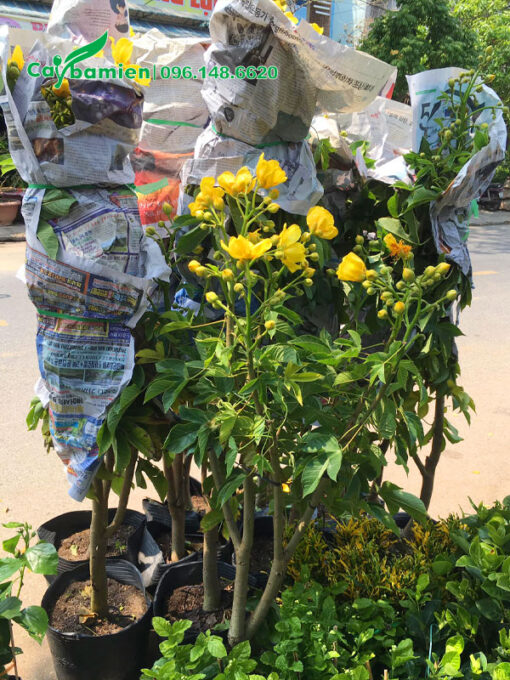 Dùng báo bọc gọn phần cành của cây trước khi vận chuyển