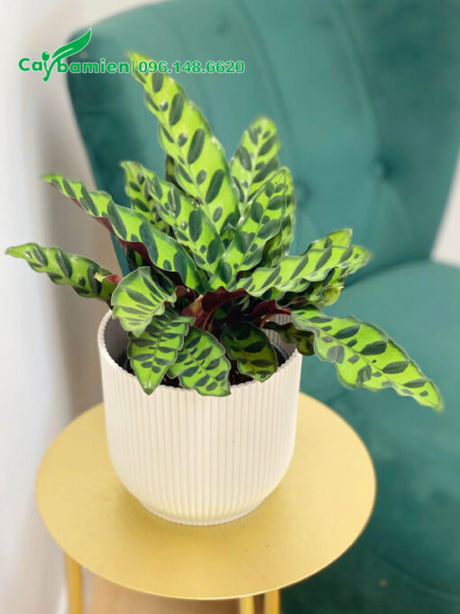 Chậu cây Đuôi Phụng để bàn làm việc