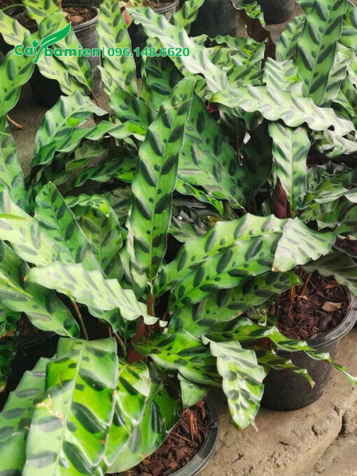 Những chậu Đuôi Phụng Cảnh đang chăm sóc tại nhà vườn