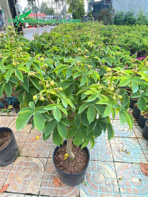Bán số lượng lớn cây Mai Hoa Đăng đang ra nụ