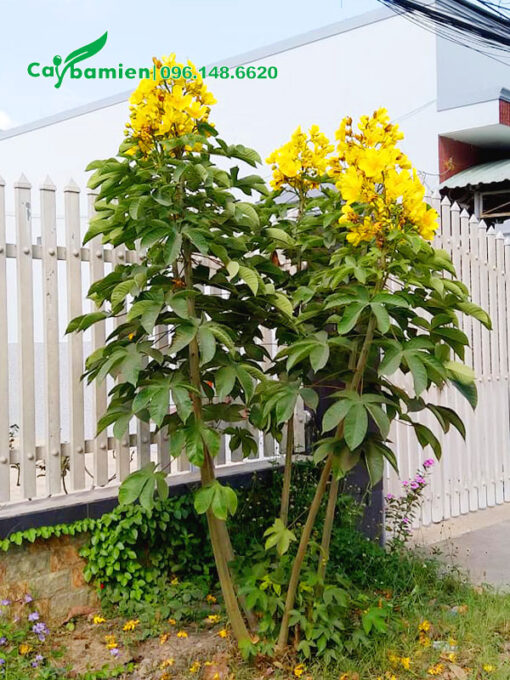 Cây Mai Hoa Đăng trồng trước cổng nhà, chiều cao khoảng 1m5