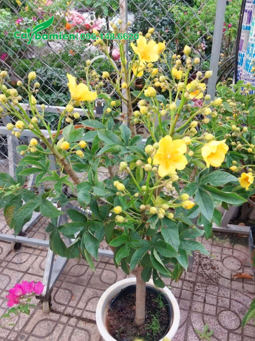 Chậu cây Mai Hoa Đăng lâu năm, đang nở rộ hoa