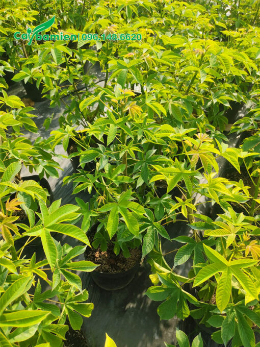 Chậy cây cảnh Mai Hoa Đăng cao 50cm