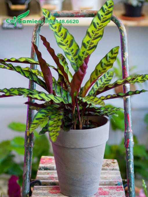 Cây trồng trong chậu, lá đẹp dài từ 20 - 30cm