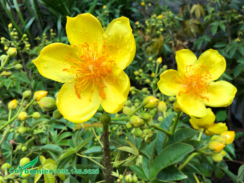 Những bông hoa Mai Hà Lan vàng khoe sắc hướng về phía mặt trời