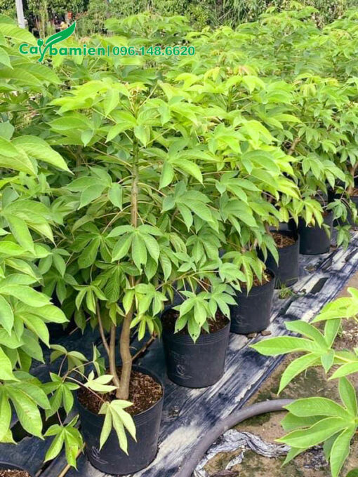Cây cao khoảng 1, trồng sẵn trong chậu