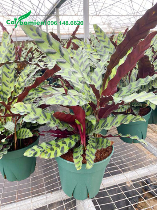 Cây Đuôi Phụng thuần chậu, cao 40cm