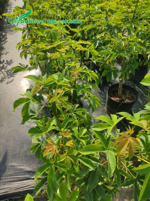 Đọt lá non của cây Mai Hoa Đăng có màu nâu đỏ