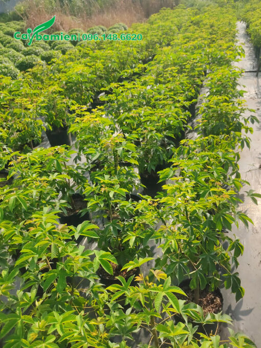 Những hàng Mai Hoa Đăng nuôi dưỡng trong bầu đất