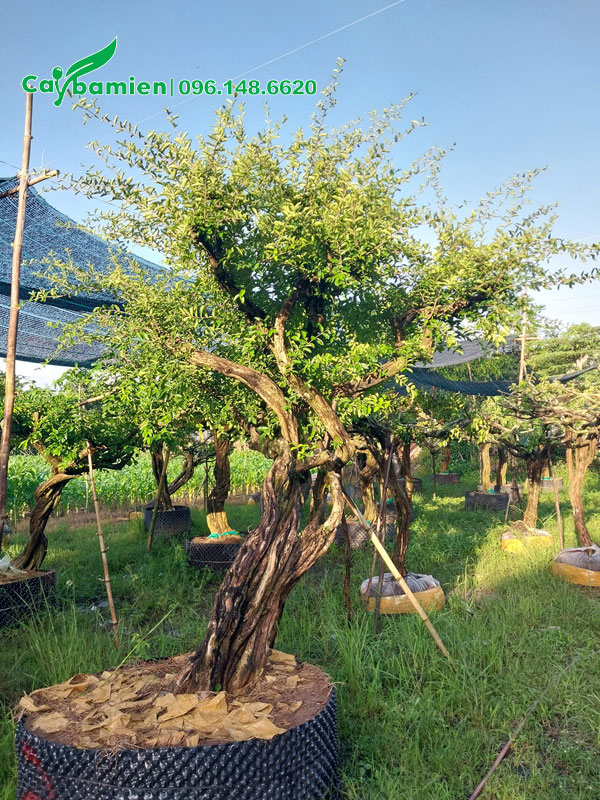 Cây Sơ Ri bonsai trồng sân vườn