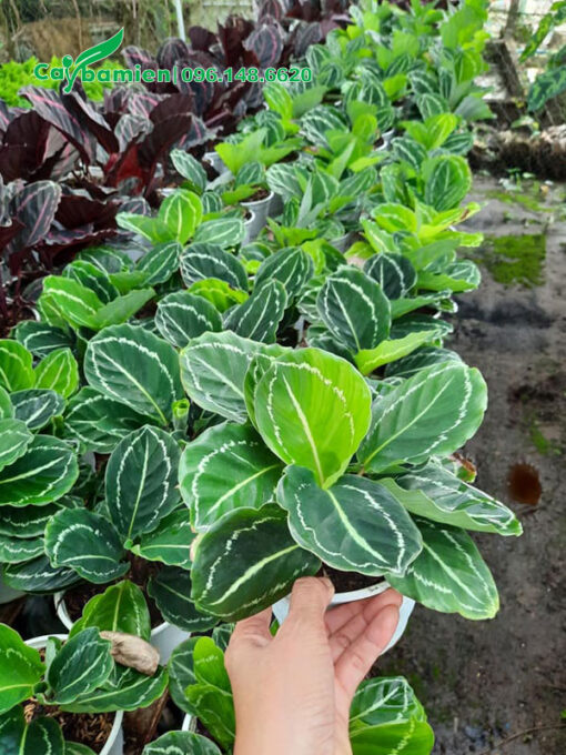 Cây Đuôi Công xanh cao 30cm tính cả chậu