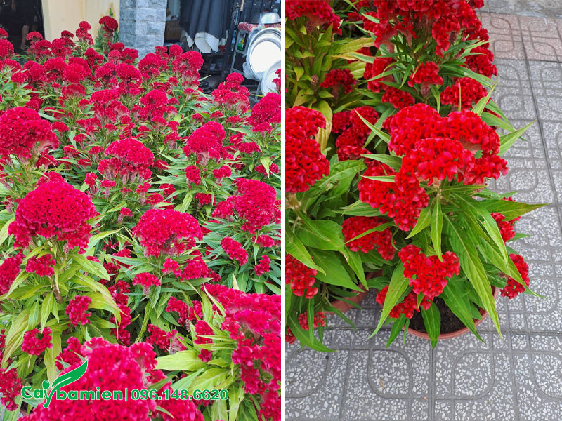 Hàng chục chậu cây hoa Mào Gà Búa hoa nở nhiều, đỏ rực