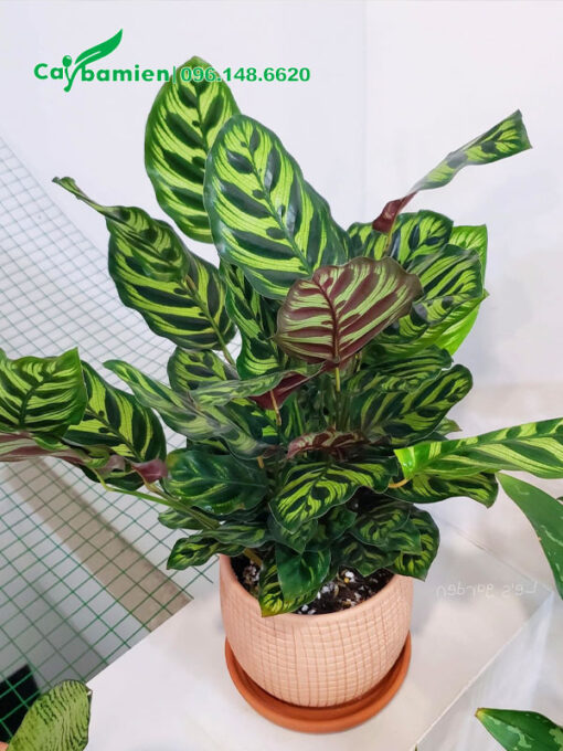 Chậu Cây Đuôi Công lá đốm đặt trong phòng ăn