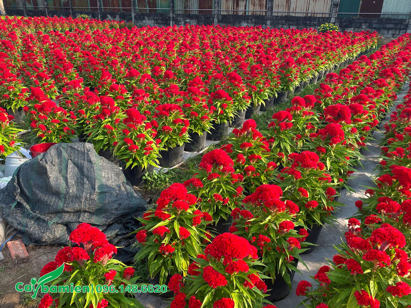 Nhà vườn trồng số lượng lớn cây hoa mào gà búa đỏ