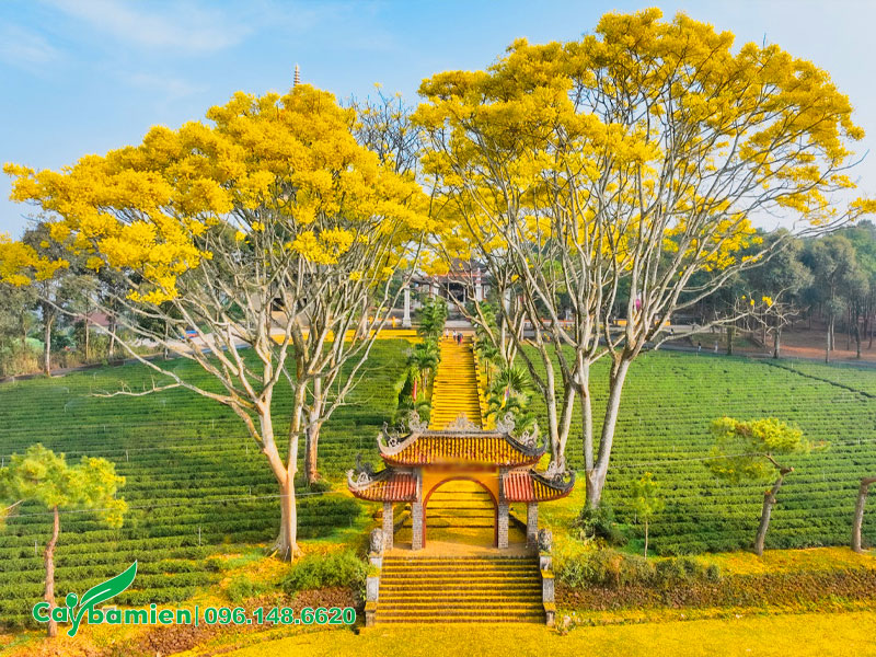 Cây Phượng Vàng Phật Y cổ thụ trồng trên đất Bảo Lộc