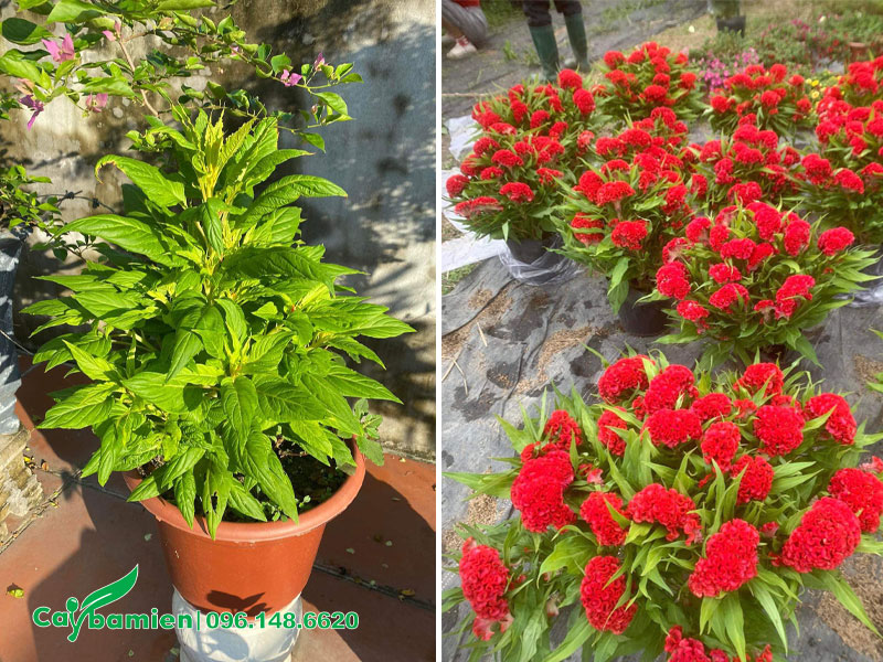 Hình dáng cây Mào Gà đỏ trước và sau khi nở hoa