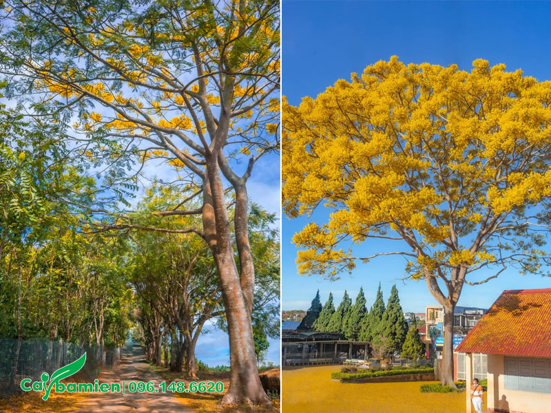 Hình ảnh cây Phật Y trồng ở trường học và các con đường ở Lâm Đồng
