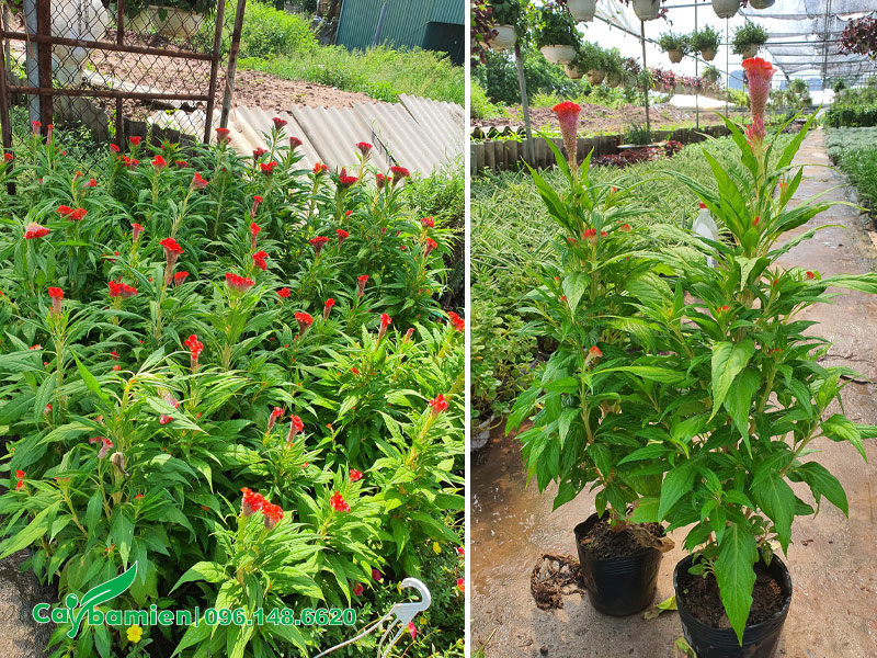 Vườn cây hoa Mào Gà đỏ trưởng thành cao 50 - 60cm