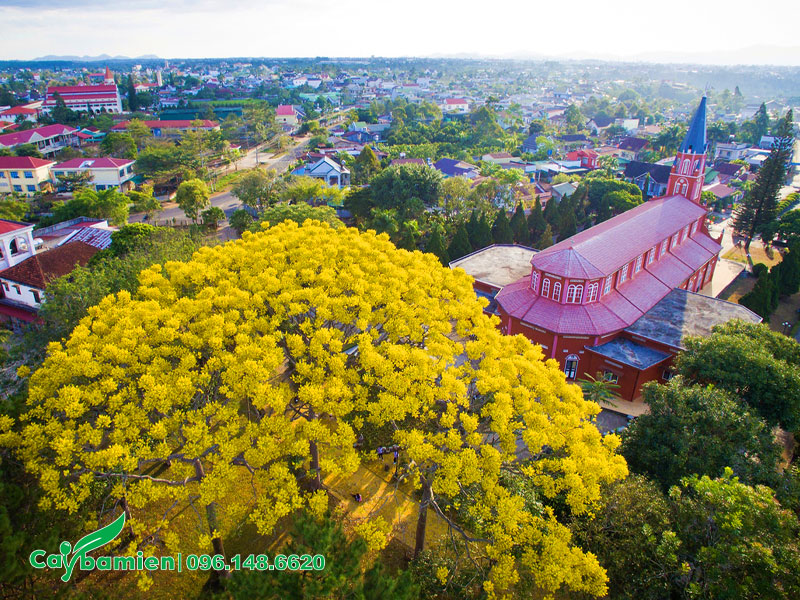 Cây Phật Y trồng đối diện với nhà thờ ở Lâm Đồng
