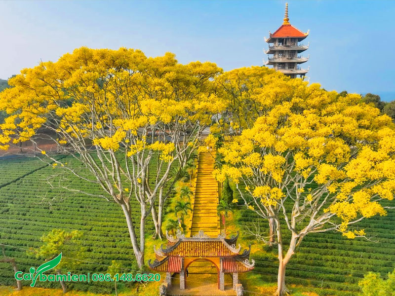 Cây Phật Y cổ thụ trồng trước cổng tu viện Bát Nhã ở Bảo Lộc