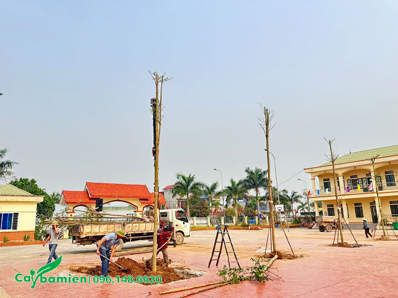 Trồng cây Bàng Lá nhỏ cho trường học tại Thái Bình