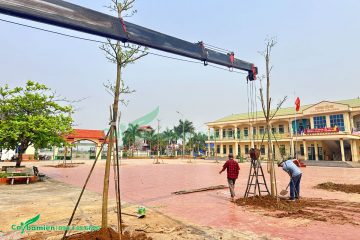 Thi công trồng cây cho trường học tại Thái Bình