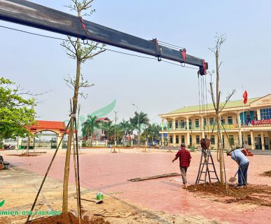Thi công trồng cây cho trường học tại Thái Bình