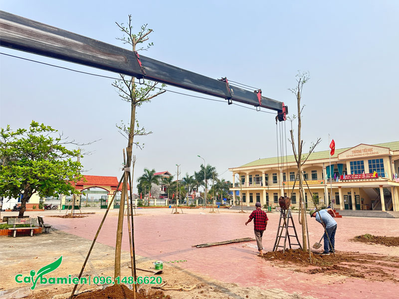Cong nhân đang lấp đất và chống cọc cho cây trồng ở trường Tiểu học Thái Phương