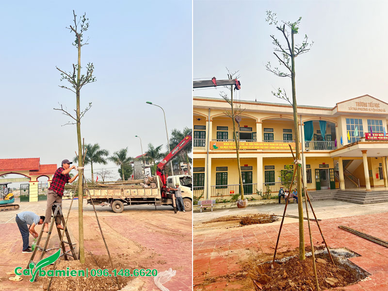 Công nhân đang buộc cọc khi trồng cây cho trường tại Thái Bình xong