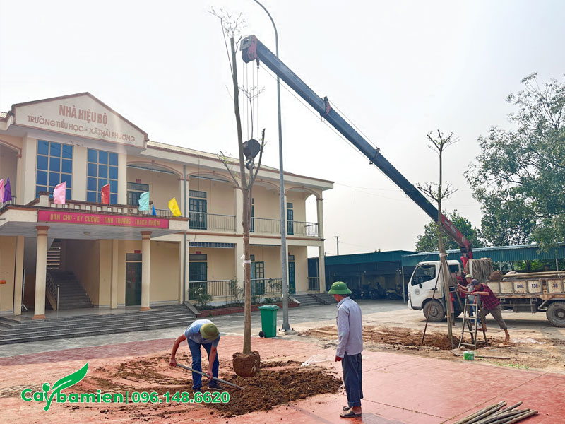 Trồng cây cho trường học tại Thái Bình, sử dụng cần cẩu lớn để di chuyển cây vào hố